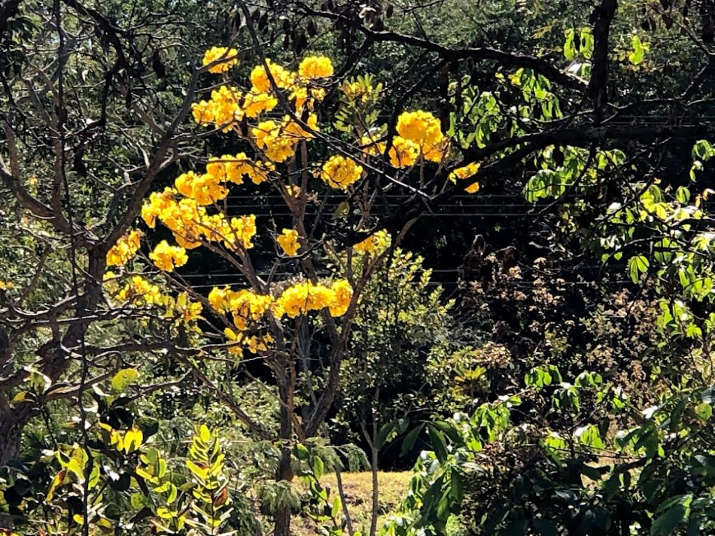 Ipê circundado de verde