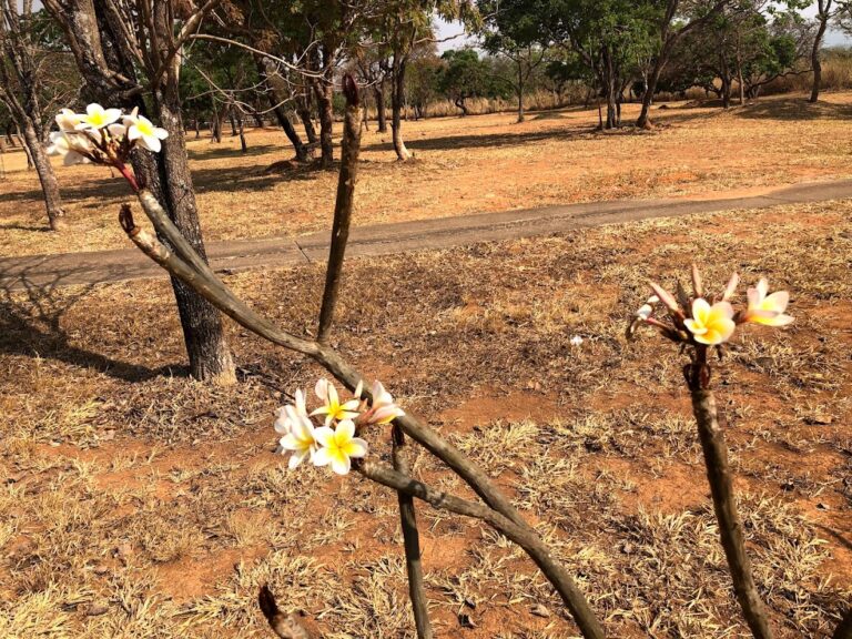 foto de flor 2 para mostrar fundo cerrado no início da primavera