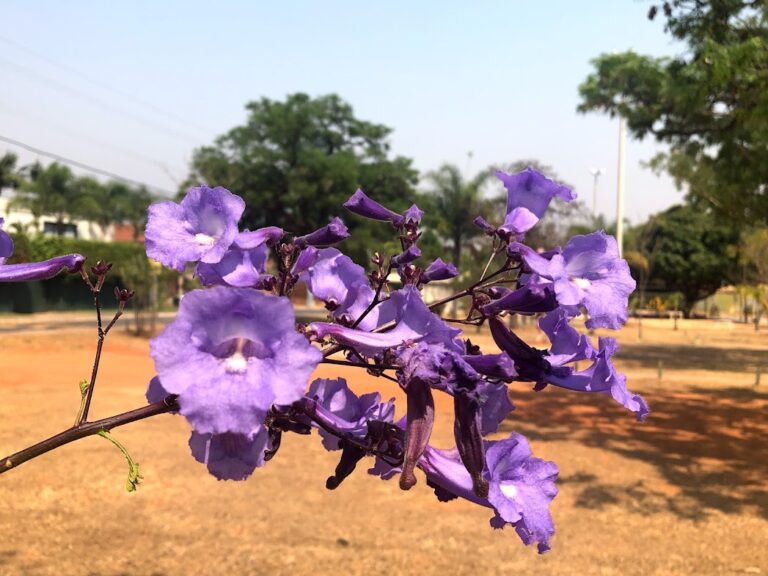 Flores no cenário de seca 1