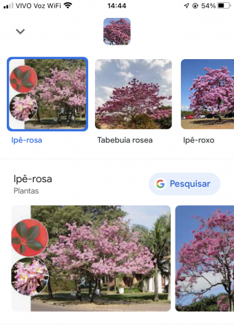 Identificação de planta "ipê roxo" pelo aplicativo Google Lens